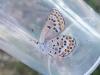 Plebejus argus